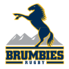 Brumbies F